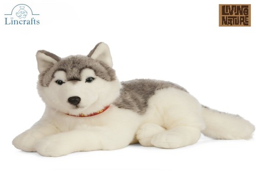 Peluche cane lying - lying, husky