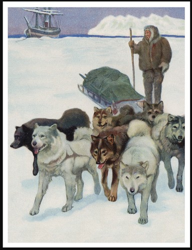 Poster stampa siberian husky - stampa,
