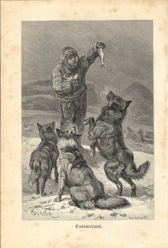 Stampa antica cani - stampa,