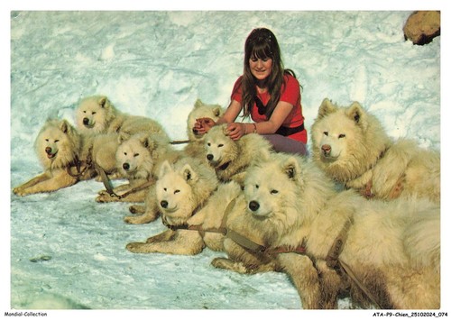 Atap9 0665 chien - atap9-0665-chien,