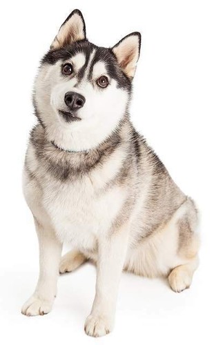Adesivo per cani sticker