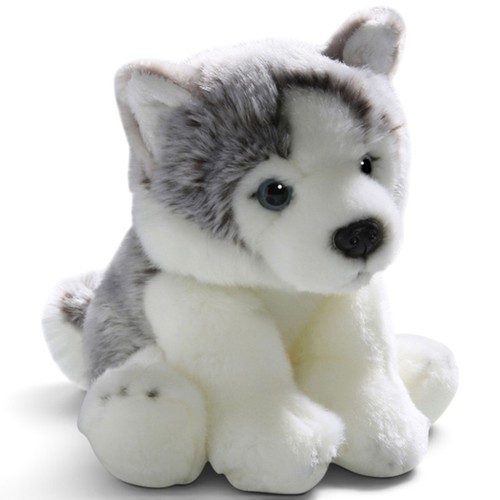 Carl dick husky cane cucciolo - cane,
