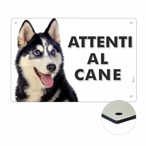 Siberian husky attenti - , al