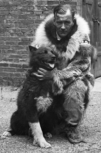 Balto siberian husky - balto, dog