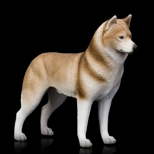 Siberian husky cane - siberian,