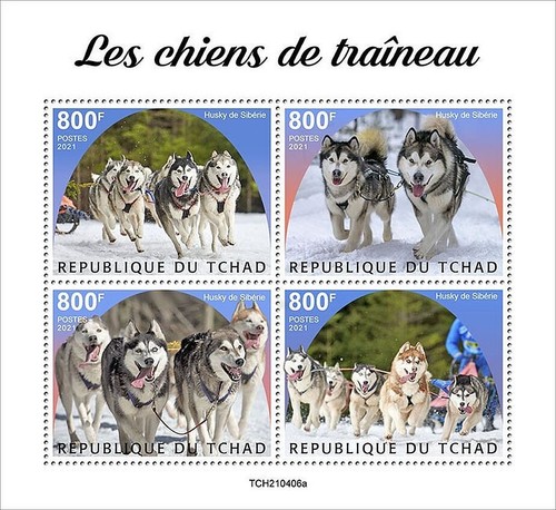 Siberian husky dogs - husky, /