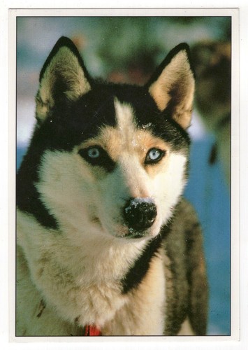Cartolina cani - cani,, /
