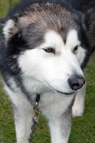 Siberian husky working - siberian, dog