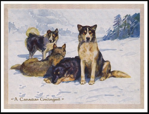 Poster stampa artistica cani - poster,