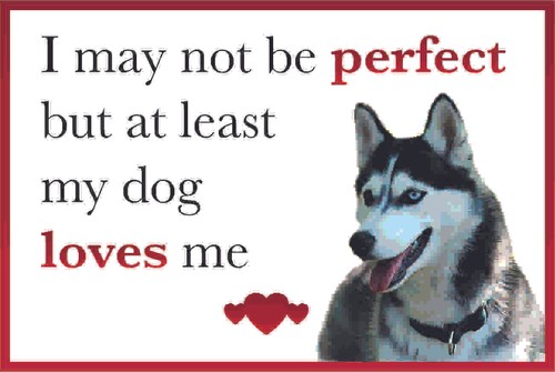 Funny dog loves husky - me,