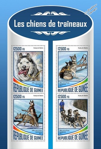 Cani lavoro siberian - lavoro,